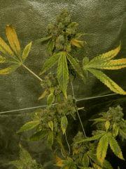 Sour Diesel  F82  4bisbis