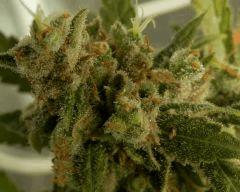 Amnesia , AK47 , Sour Diesel