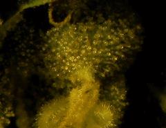 SD   F64  macro