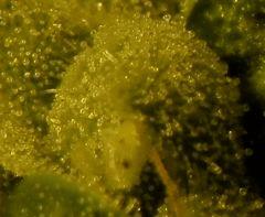 SD   F64  macro2