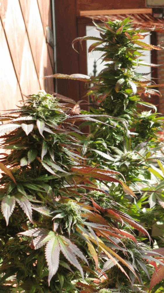 Blue Cheese 2013