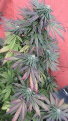 Bluecheese04