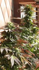 Bluecheese08