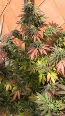 Bluecheese06