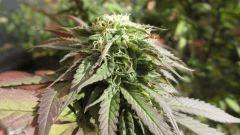 Bluecheese07