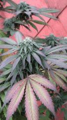 Bluecheese03