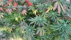 Bluecheese