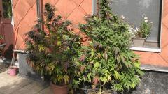 Bluecheese02