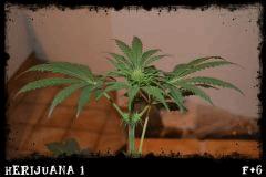 Herijuana #1 Flo +6 gros plan