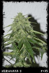 Hj9 F35