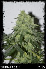 Hj5 F35