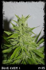 Bc1 F35