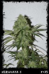Hj8 F35