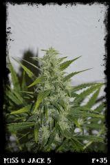 msj5 F35