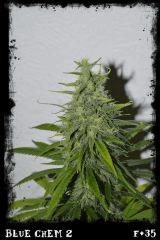 Bc2 F35