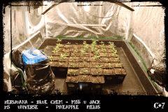 herijuana, pineapple fields,  blue chem, ms universe, miss u Jack - Cro +7
