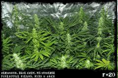 famille2 F20