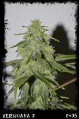 Hj3 F35