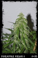 Pf6 F35