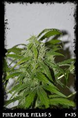 Pf5 F35
