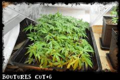 boutures herijuana, pineapple fields, ms universe, miss u jack, blue chem, sd riri, uk cheese
