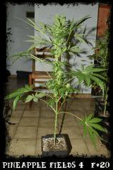 Pf4 F20
