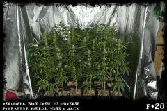 famille1 F20