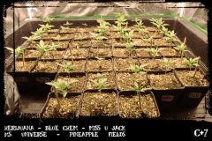 herijuana, pineapple fields,  blue chem, ms universe, miss u Jack - Cro +7
