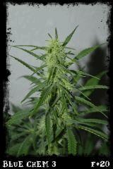Bc3 Gp F20