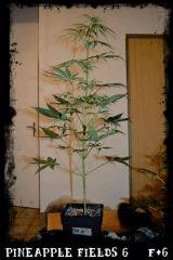 Pineapple Fields #6 Flo +6