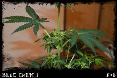 Blue Chem #1 Flo +6 gros plan
