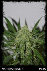 Ms6 F35