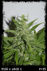 msj6 F35