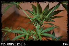 Ms Universe #6 Flo +6 gros plan