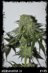 hj11 F35