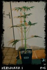 Herijuana #1 Flo +6