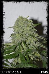 Hj1 F35
