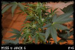 Miss U Jack #6 Flo +6 gros plan