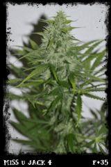 msj4 F35