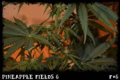 Pineapple Fields #6 Flo +6 gros plan