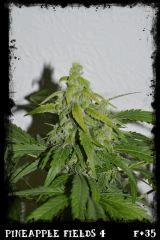 Pf4 F35