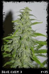 Bc3 F35