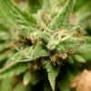 Macro iphone 04