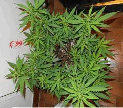8 c99