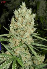 4 C99