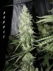 5 bubble f+32