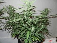 3 c99 flo+5