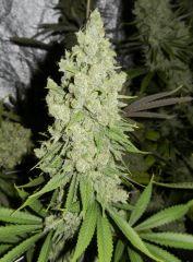 6Bubble Gum