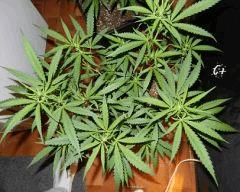2 critical mass
