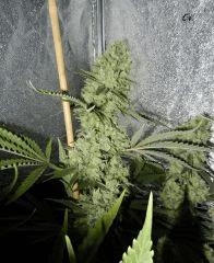 6 critical f+32